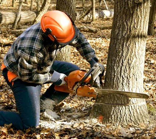 Tree Removal in Logan, KS